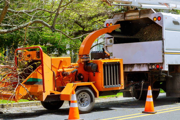 Best Emergency Tree Removal  in Biltmore, TN