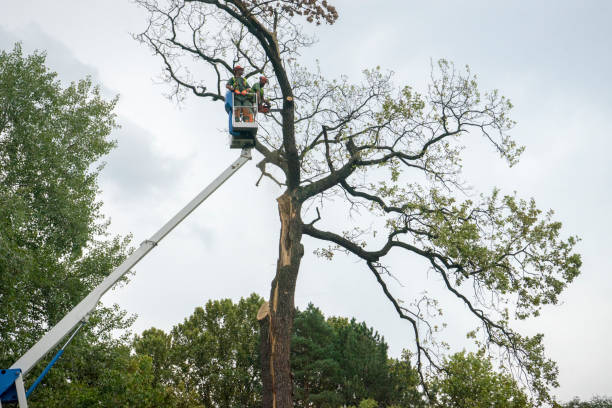 How Our Tree Care Process Works  in  Biltmore, TN